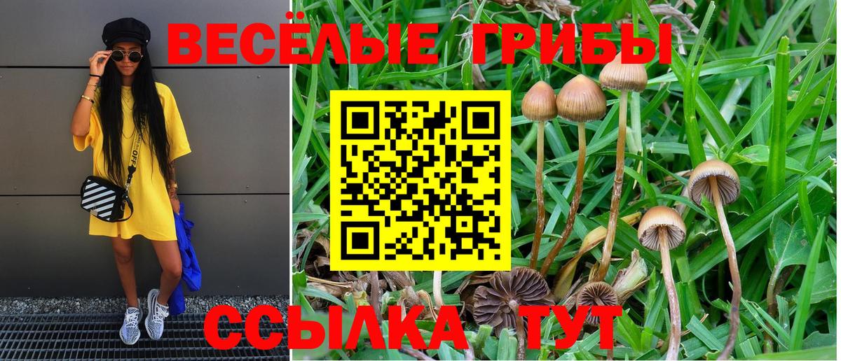 Курчатов  Псилоцибиновые грибы Psilocybe  Вход с VPN  где купить наркоту  Галлюциногенные грибы Cubensis 